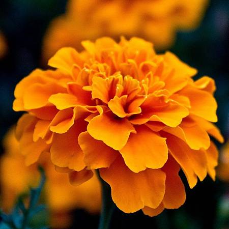 10月 Birth Flower - Marigold