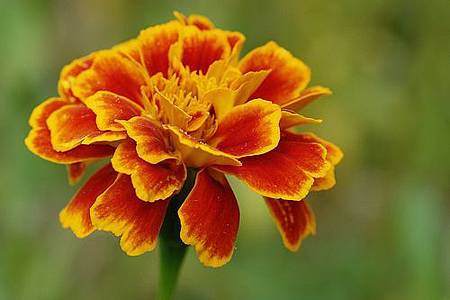 10月 Birth Flower - Marigold