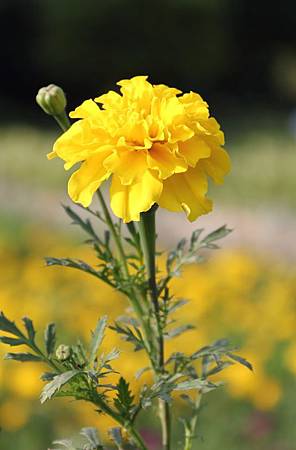 10月 Birth Flower - Marigold