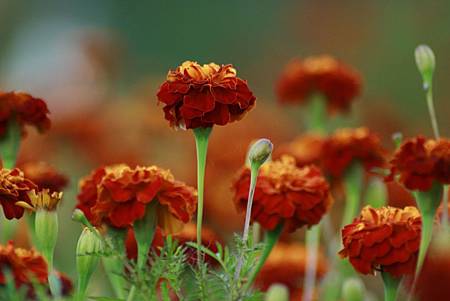 10月 Birth Flower - Marigold
