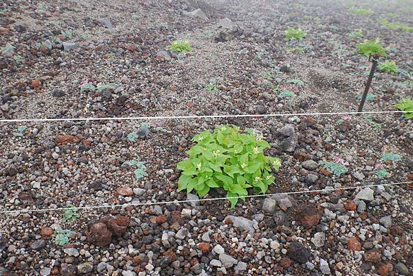 P1090581.jpg P1090581.jpg