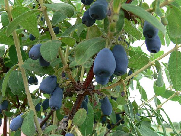 Haskap berry