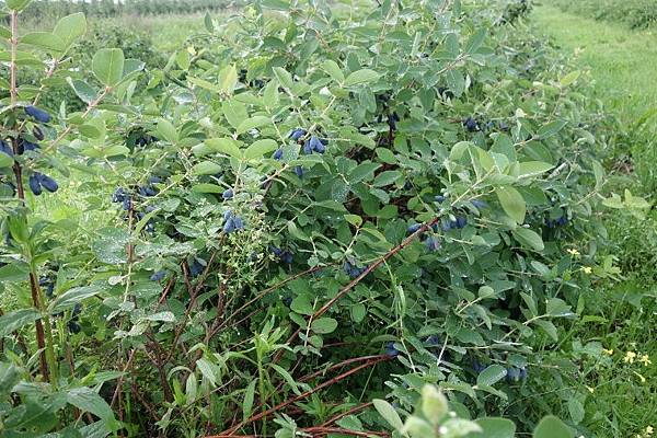 Haskap berry