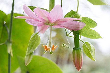 passiflora mollissima粉紅色的花