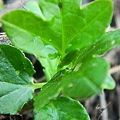 passiflora mollissima02