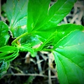 passiflora mollissima03