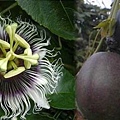 pandora passionfruit