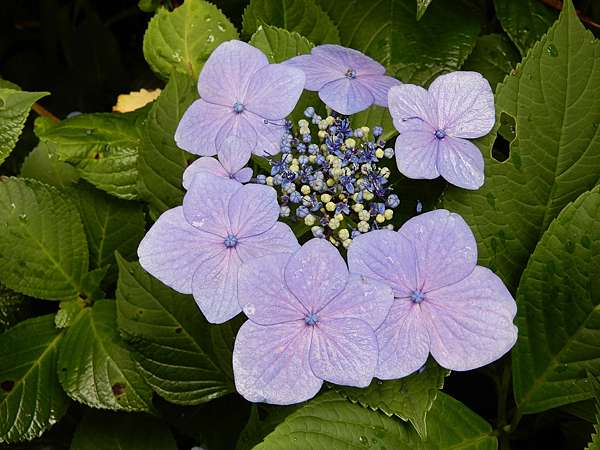 最も共有された 紫陽花葉2181 紫陽花葉っぱ Muryothink