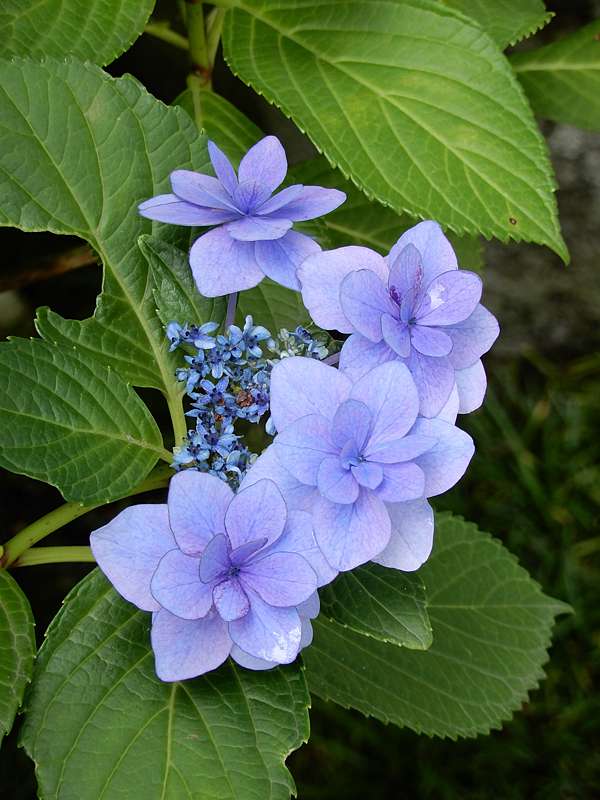鎌倉色彩花型豐富的 紫陽花 繡球花 欉中 畫下18年花之旅句點 C1953tw的部落格 痞客邦