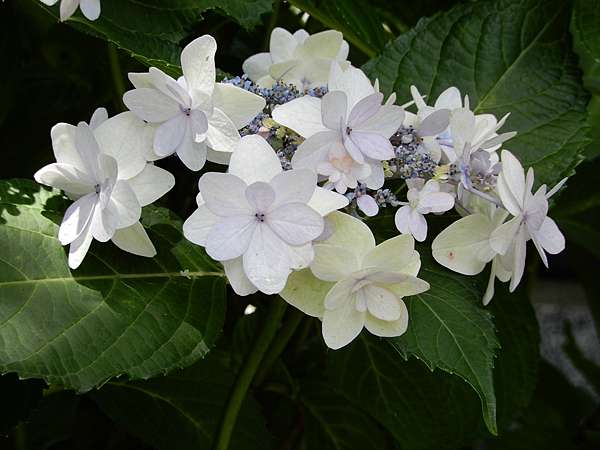 鎌倉色彩花型豐富的 紫陽花 繡球花 欉中 畫下18年花之旅句點 C1953tw的部落格 痞客邦