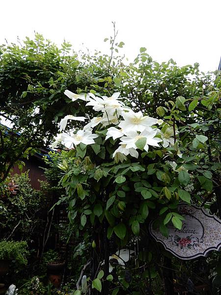 DSCN0627.JPG DSCN0627.JPG