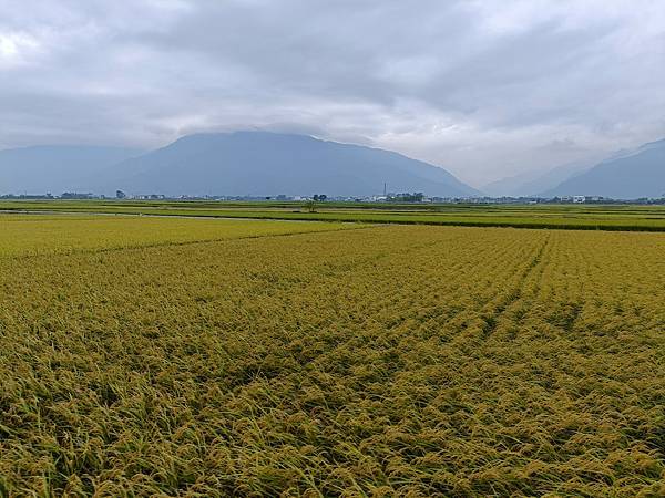 池上--稻浪色彩鋪滿地
