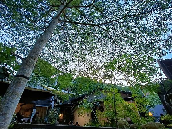 在小葉欖仁樹下喝咖啡—波波咖啡, 在庭院裡喝咖啡—暖暖小日陽