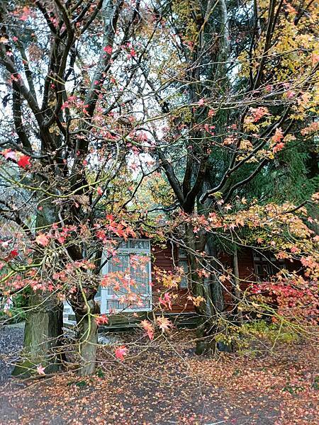 跟著色彩去旅行—福壽山農場   2023.12.4