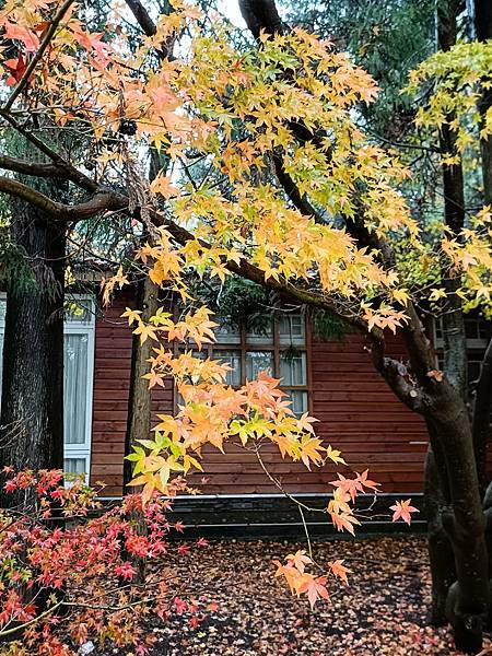 跟著色彩去旅行—福壽山農場   2023.12.4