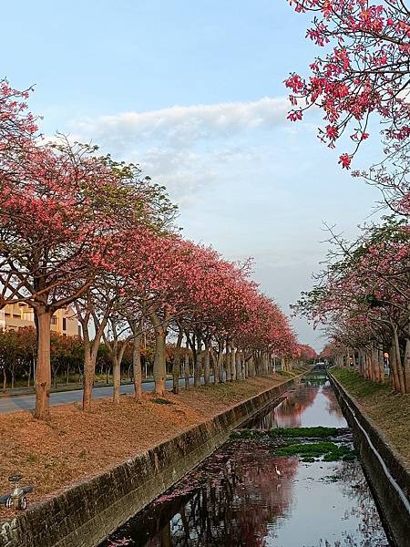 美人樹綿延2公里--在雲林高鐵站附近