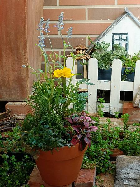 銀髮生活---chiuling陽台花園篇