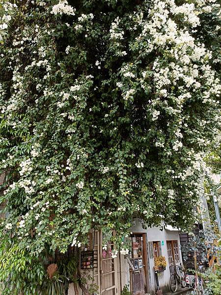 窗外的”白色九重葛”