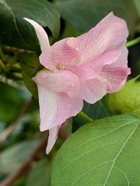 棉花, 第一次看到棉花開花