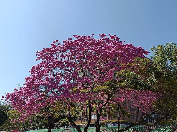 紅花風鈴木開花了!