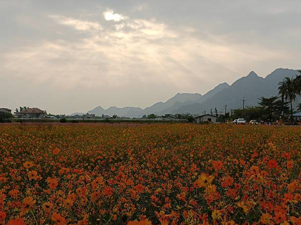 高雄美濃花海