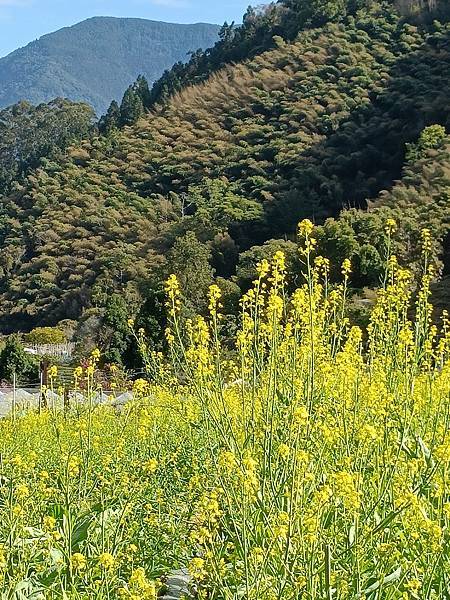 草坪頭—櫻花、茶園、菜園交織成美麗景緻