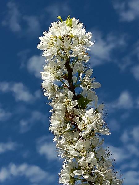 草坪頭—櫻花、茶園、菜園交織成美麗景緻