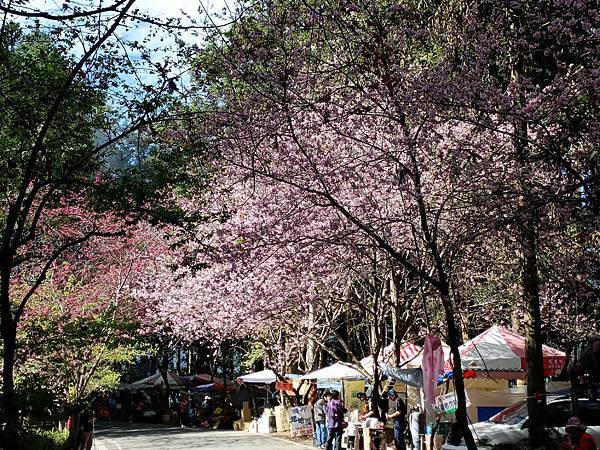 草坪頭—櫻花、茶園、菜園交織成美麗景緻