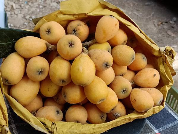 草坪頭—櫻花、茶園、菜園交織成美麗景緻