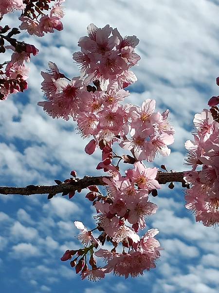 草坪頭—櫻花、茶園、菜園交織成美麗景緻