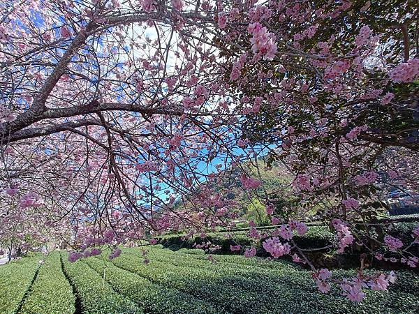 草坪頭—櫻花、茶園、菜園交織成美麗景緻