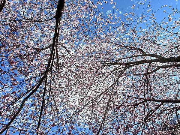 草坪頭—櫻花、茶園、菜園交織成美麗景緻