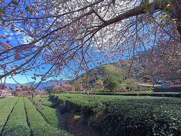 草坪頭—櫻花、茶園、菜園交織成美麗景緻