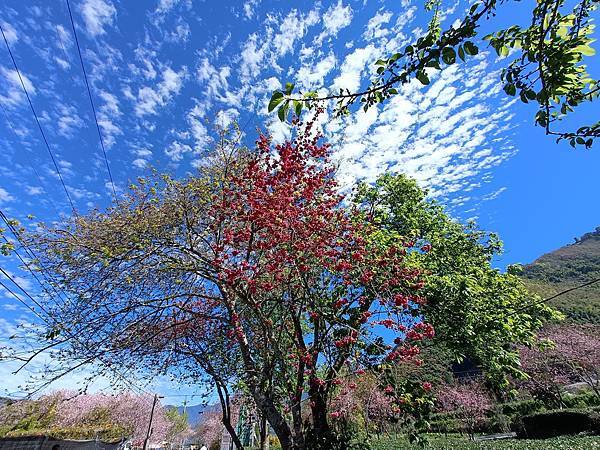 草坪頭—櫻花、茶園、菜園交織成美麗景緻