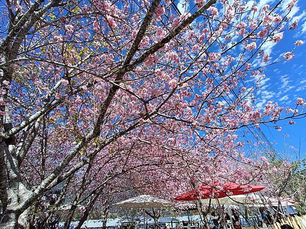 草坪頭—櫻花、茶園、菜園交織成美麗景緻