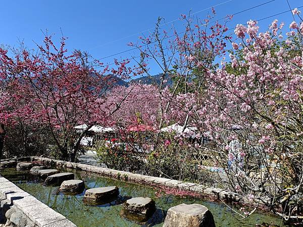 草坪頭—櫻花、茶園、菜園交織成美麗景緻