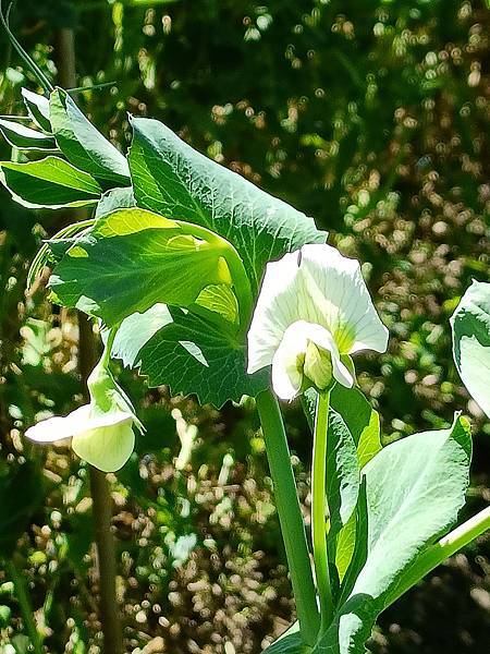 草坪頭—櫻花、茶園、菜園交織成美麗景緻