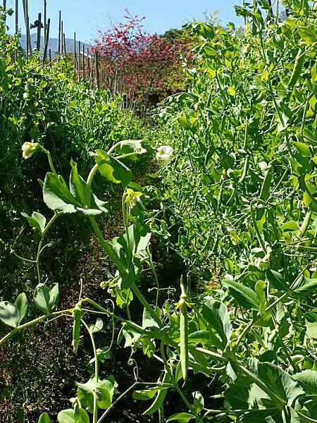 草坪頭—櫻花、茶園、菜園交織成美麗景緻