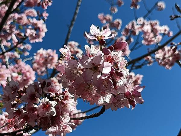 草坪頭—櫻花、茶園、菜園交織成美麗景緻