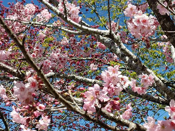 草坪頭—櫻花、茶園、菜園交織成美麗景緻