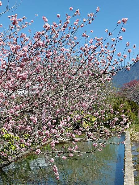 草坪頭—櫻花、茶園、菜園交織成美麗景緻