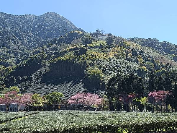 草坪頭—櫻花、茶園、菜園交織成美麗景緻