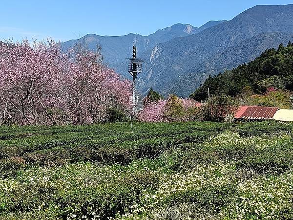 草坪頭—櫻花、茶園、菜園交織成美麗景緻