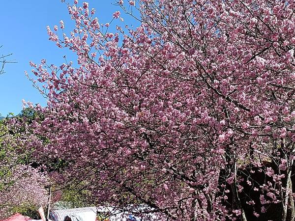 草坪頭—櫻花、茶園、菜園交織成美麗景緻