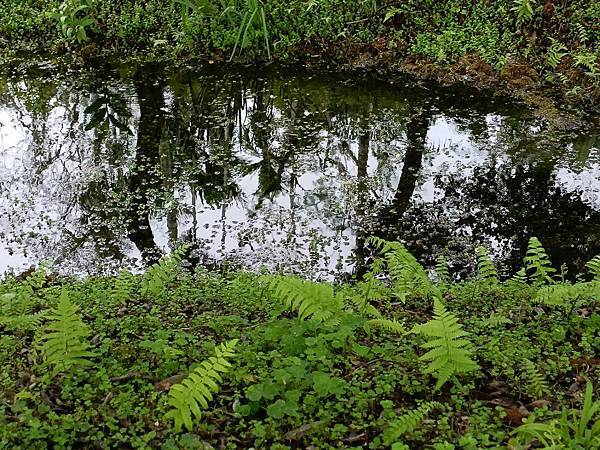 泉水裡的美麗水生植物—拉索埃湧泉生態園區