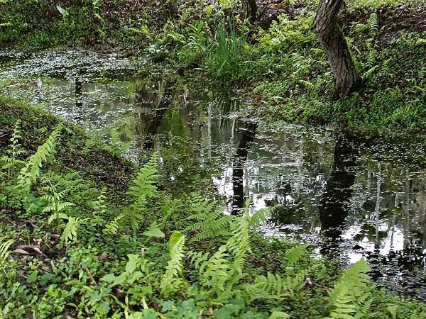 泉水裡的美麗水生植物—拉索埃湧泉生態園區