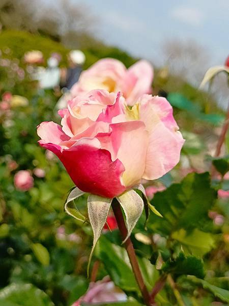 玫瑰展—台北新生公園