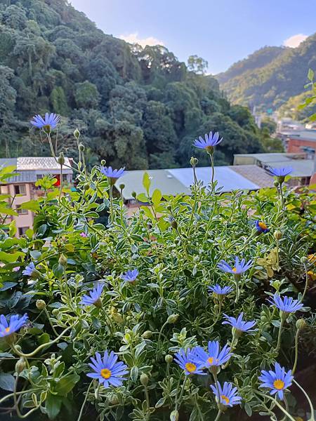 Chiuling陽台花園很春天--藍瑪格、勿忘我、肯特奧勒岡