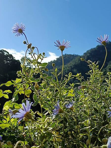 Chiuling陽台花園很春天--藍瑪格、勿忘我、肯特奧勒岡