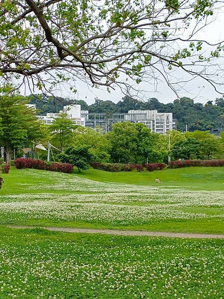 河津櫻開花過後, 妳(白花三葉草)最美—新店陽光公園